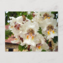 Recherche de arbre exotique cartes postales Nature