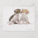 Zoek naar twee katten briefkaarten Huisdieren