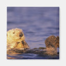 Recherche de loutre mignonne magnets Drôle