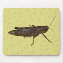 Recherche de sauterelle tapis souris Bogue