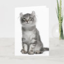 Recherche de boucle d vœux cartes Chat