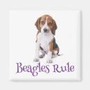 Recherche de beagles magnets Chiot beagle