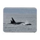 Recherche de orca magnete Baleine
