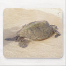 Recherche de tortue tapis souris Hawaïen