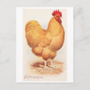 Recherche de coq vintage cartes postales Ferme
