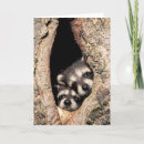 Zoek naar raccoon kaarten Baby