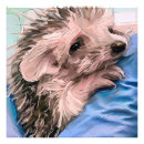 Recherche de orphelins posters Animal