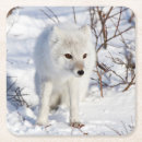 Zoek naar wildlife onderzetters Canada