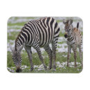 Recherche de tanzanie magnets Herbivore