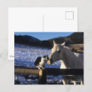 Recherche de chat neige cartes postales Animal