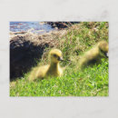 Recherche de oiseau bébé cartes postales Pour eux