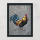 Recherche de animaux de basse cour cartes postales Poulet