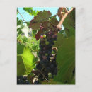 Recherche de raisins vigne cartes postales Vignes