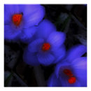 Recherche de floraison posters Fleur