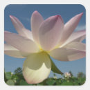 Recherche de lotus bleu autocollants Rose