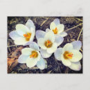 Recherche de crocus cartes postales Fleur