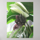 Zoek naar tropisch plant posters Planten
