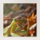 Recherche de insectes photographie Pour tous