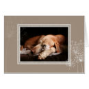 Recherche de chasse photographie Chien de chasse