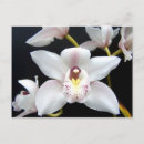 Recherche de orchidées cartes postales floral