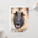 Zoek naar german shepherd briefkaarten Schattige honden