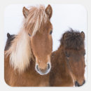 Recherche de cheval islandais autocollants Neige