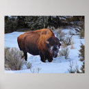 Recherche de bison américain posters Neige