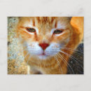 Recherche de petit chat cartes postales Pour elle