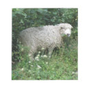 Zoek naar schapen notitieblokken Dieren