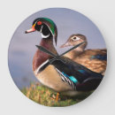 Recherche de de canard horloges Lac