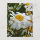 Recherche de visage heureux cartes postales Bonheur