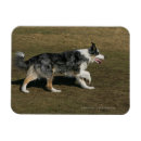 Recherche de de border collie refrigérateur magnets Colley frontière