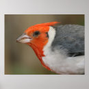 Recherche de oiseau orange posters Photographie