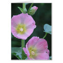 Recherche de rose trémière cartes postales Fleur