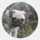Recherche de chiot carlin autocollants Chiots