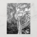 Recherche de arbre exotique cartes postales Feuille