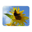 Recherche de amiral rouge Nature