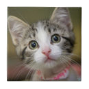 Recherche de yeux verts carreaux Animal