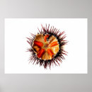 Recherche de cheville posters Violet