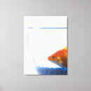 Zoek naar goudvis canvas prints Blauw