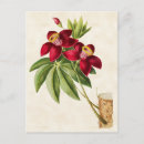 Recherche de soie cartes postales Tropical