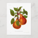 Recherche de poires cartes postales Botanique