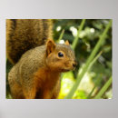 Zoek naar eekhoorns posters Wildlife fotografie