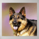 Recherche de deutscher posters Chien