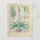 Recherche de plantes autres 15ème