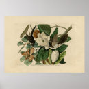 Recherche de coucou posters Audubon