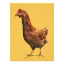 Recherche de poule rouge posters Animaux