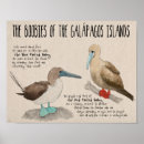 Recherche de galapagos posters De voyage