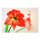 Recherche de amaryllis posters Flore