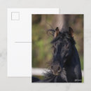 Recherche de tête de cheval cartes postales Bob langrish